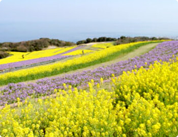 あわじ花さじき画像